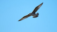 Gull in flight