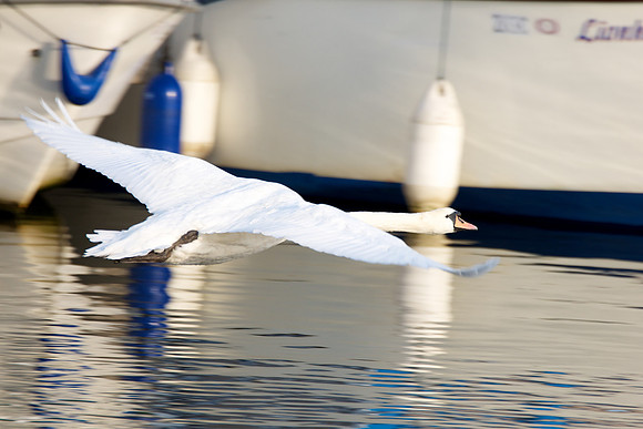 Flying Swan