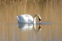 Swan