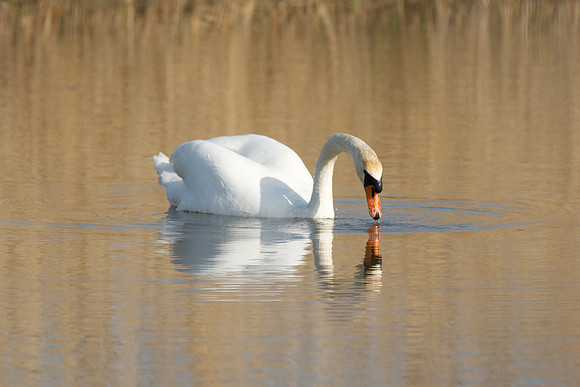 Swan